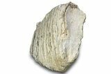 Fossil Columbian Mammoth Upper M Molar - South Dakota #300095-3